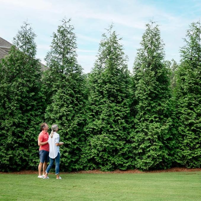 Brighter Blooms - Thuja Green Giant, 4-5 Feet - Live Plant - No Shipping to AK, AZ, HI, OR