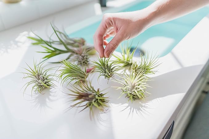 30 Pack Air Plants Assorted Tillandsia Ionantha - Live Succulent House Plants - Available in Wholesale and Bulk - Home and Garden Decor - Easy Care Indoor and Outdoor Plants