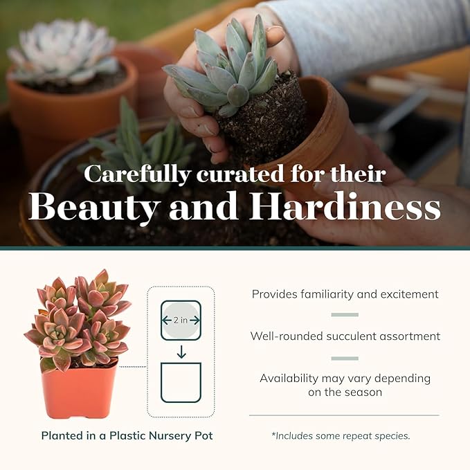 Shop Succulents Assorted Succulent Plant Pack Collection - Live Mini Succulent Plants, Low Maintenance, Mixture of Colors & Textures - Wedding and Party Favors, Gift & Garden, Pack of 100