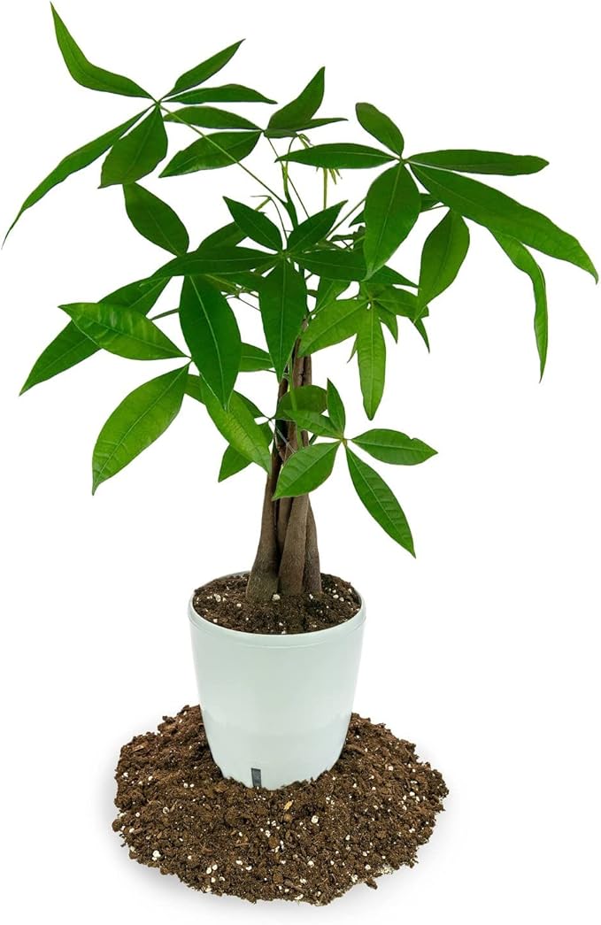 Money Tree Potting Soil, Soil Mix for Planting or Repotting Guiana Chestnut, Soil Blended to Properly Grow Money Tree Plants - (2 Quart Bag)