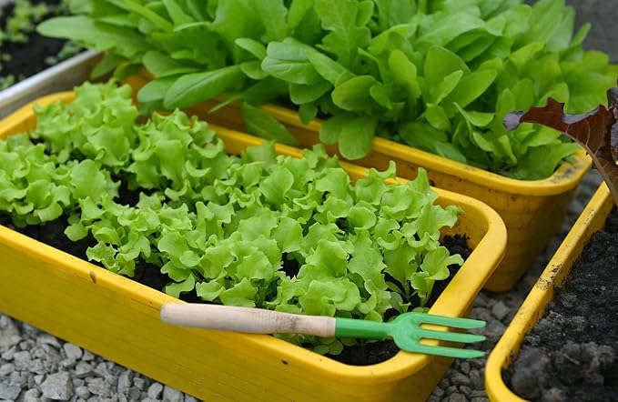 Premium Potting Soil Blend for Lettuce Iceberg - The Ultimate Mix for Healthy, Vibrant, and Crisp Lettuce - 4 Quart