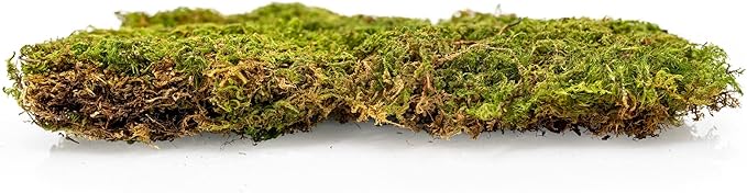 Preserved Sheet Moss in Natural Green | Decorative Real Natural Green DIY Kit Terrariums Gardenning Art Wall Decor Florist Decor Easter Table Decor Wedding - 4 Quart