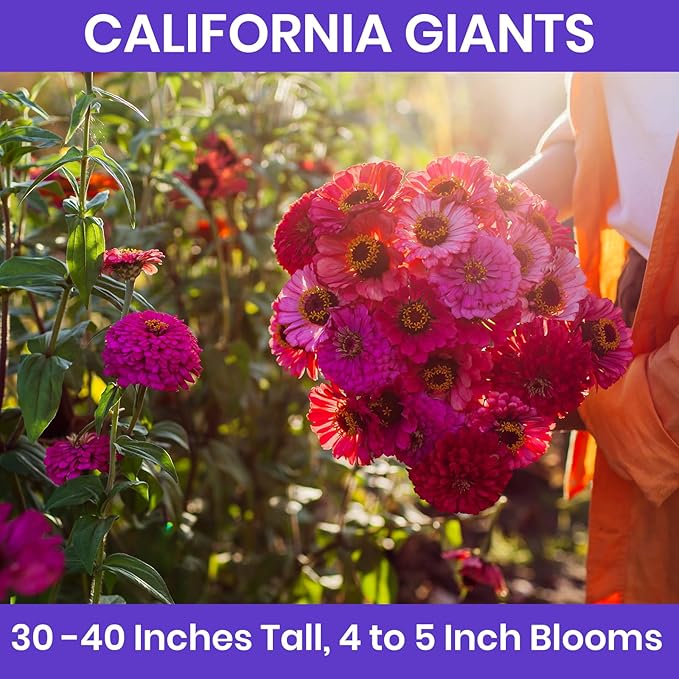NatureZ Edge Zinnia Seeds for 2025 Planting Outdoors, Over 16,500 Flower Seeds, 1/4 lb, Non GMO Made in USA, Bulk Semillas De Flores para Sembrar, California Giants, Easy to Grow Zinnia Seed Mix