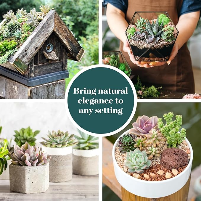 Shop Succulents Assorted Succulent Plant Pack Collection - Live Mini Succulent Plants, Low Maintenance, Mixture of Colors & Textures - Wedding and Party Favors, Gift & Garden, Pack of 12