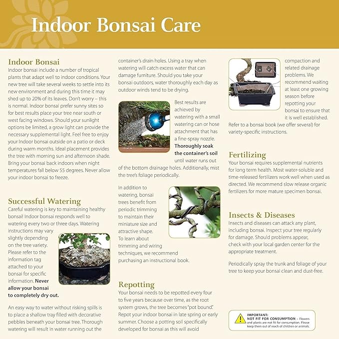 Brussel's Bonsai Live Ginseng Grafted Ficus Bonsai Tree Kit - Small Indoor Bonsai Ficus Tree - Bonsai Kit with Ceramic Bonsai Pot and Bonsai Soil