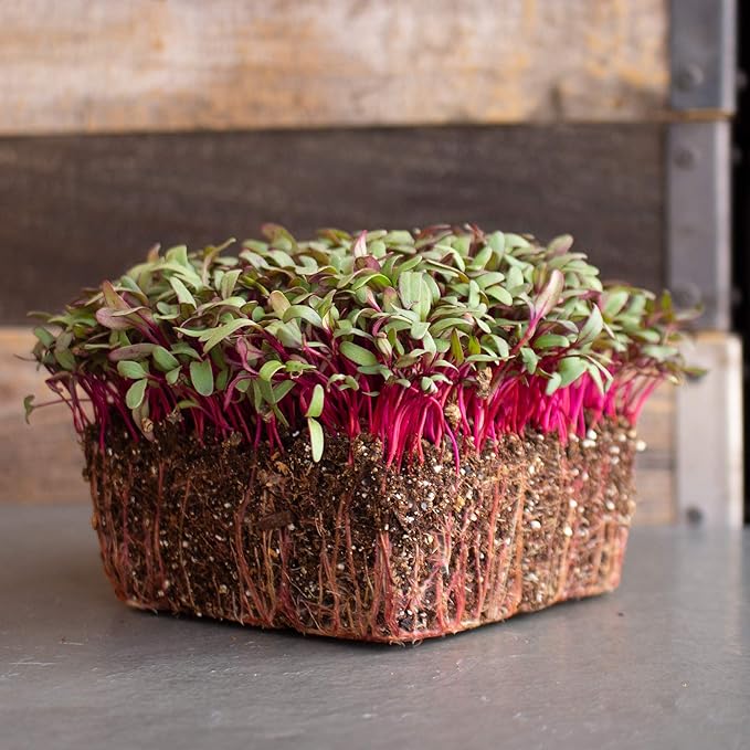 Beet Seeds - Red Round - 4 Oz ~6,000 Seeds - Beta vulgaris - Microgreens Seed - Non-GMO, Heirloom, Open Pollinated, Annual