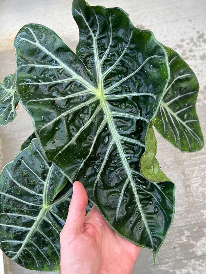 Alocasia Plant Potting Soil - All-Natural Blend for Thriving Alocasia Plants - Boosts Root Health and Distinctive Foliage - 10 Quart