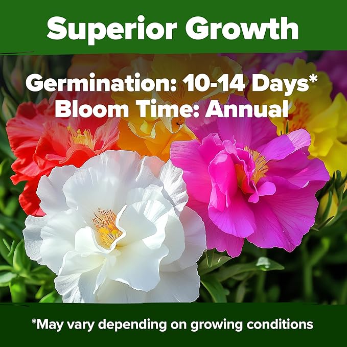 HOME GROWN 23,500+ Moss Rose Seeds (Bulk Pack) Annual Flower for Ground Cover - Heirloom 𝗡𝗢𝗡-𝗚𝗠𝗢 Portulaca Seeds for Planting Outdoors - Great for Low-Maintenance Gardens (Portulaca grandiflora)