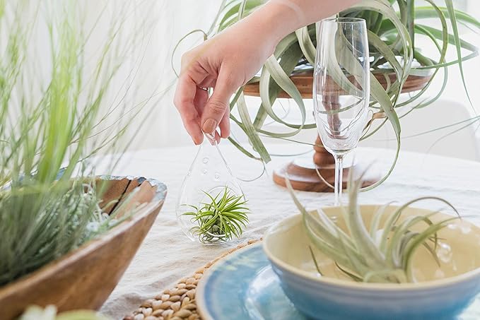 3 Pack Thick Colombian Spanish Moss Live Strands with Wire Hook - Tillandsia Usneiodes - Live Tillandsia Succulent House Plants - Home and Garden Decor - Easy Care Indoor and Outdoor Plants