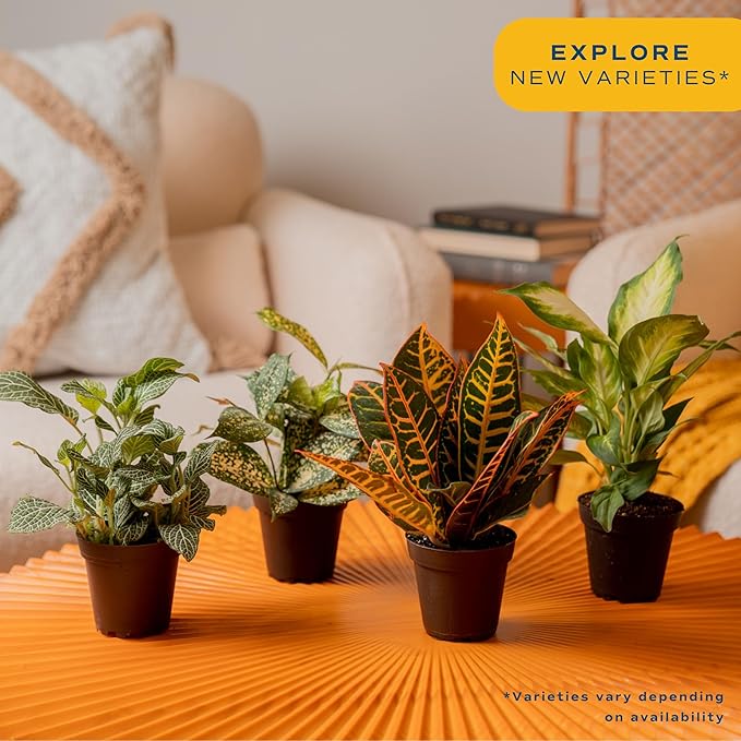 Costa Farms Live House Plants (4 Pack), Easy to Grow Live Indoor Houseplants, Grower's Choice Air Purifier Set, Potted in Indoors Garden Plant Pots, Potting Soil, Housewarming Gift, Home or Room Decor