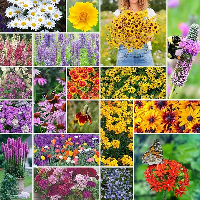 Eden Brothers All Perennial Wildflower Mixed Seeds for Planting, 50 lb, 24,000,000+ Seeds with Lupine, Shasta Daisy | Attracts Pollinators, Plant in Spring or Fall, Zones 3, 4, 5, 6, 7, 8, 9, 10