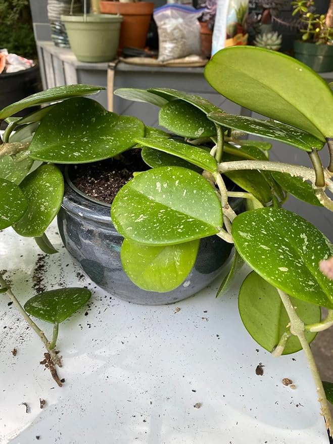 Hoya Plant Premium Potting Mix - 2 Quart - Optimal Balance for Thriving Hoyas: Air, Moisture, and Nutrient Retention