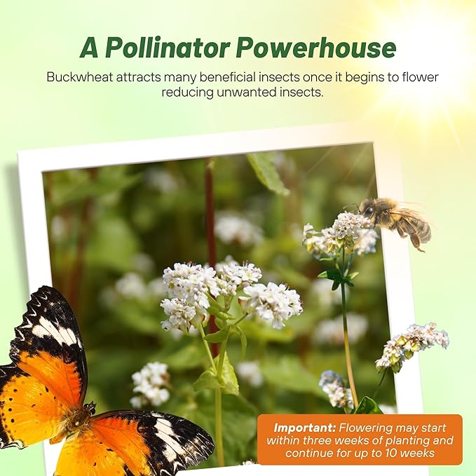 Outsidepride Buckwheat Seeds - 20lbs Annual, Fast-Growing, Easy to Grow Buckwheat Cover Crop Seeds for Green Manure, Bee Pasture & Pollinators, Wildlife Habitat, Soil Improvement, and Erosion Control