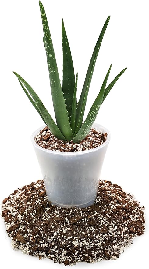 Premium Aloe Vera Potting Soil Mix - (1 Quart Bag)