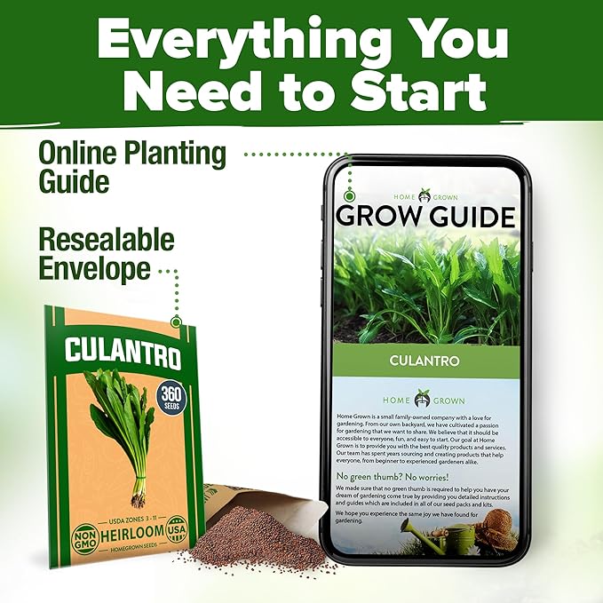 HOME GROWN Culantro Seeds - 720+ 𝗡𝗢𝗡-𝗚𝗠𝗢, 𝗨𝗦𝗔-𝗦𝗢𝗨𝗥𝗖𝗘𝗗 Heirloom Herb Seeds for Planting, Slow-Bolting, Flavorful Cilantro Alternative, Great for Outdoor Herb Gardens (Eryngium foetidum)