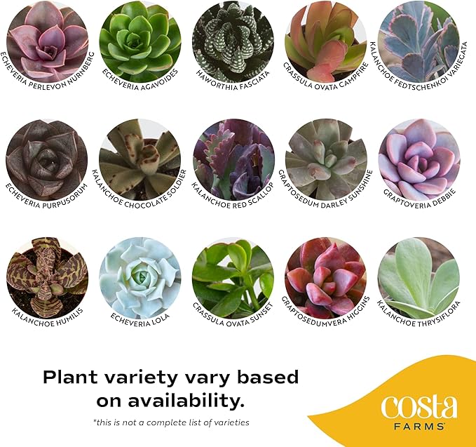 Costa Farms Succulents (24 Pack), Live Mini Succulent Plants in Ceramic Decor Planter Pots, Indoor Houseplants in Potting Soil, Bulk Baby Shower Gifts, Party Favors, Bridesmaid Gifts, 2-Inches Tall