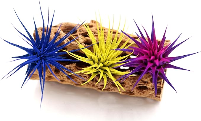 Dyed Tillandsia Ionantha Guatemala Enhanced Colored Colorful Air Plant Live Easy Care Indoor Outdoor Home Decor Gift Airplant by Awesome Industries Live Arrival Guaranteed (Yellow)