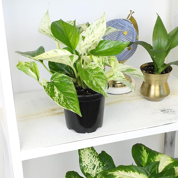 Marble Queen Pothos Plant in 4 Inch Planter Pot for Plants, Low Light Plants Live Houseplants, Pothos Live Plant Decor, Live Plants Indoor Plants Live Houseplants Live Indoor Plants by Plants for Pets