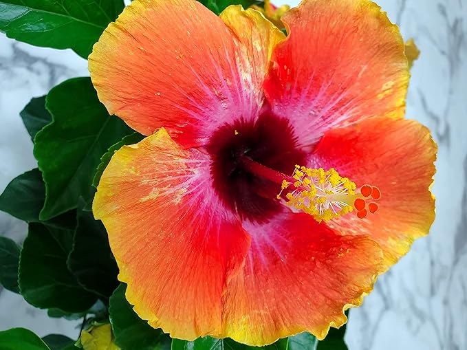 Fiesta Hibiscus Bush - Live Hibiscus Flowering Plant - Tropical Flower Plant - 1 Gallon Planter - Overall Height 10" to 14" - Tropical Plants of Florida (Plant Only)