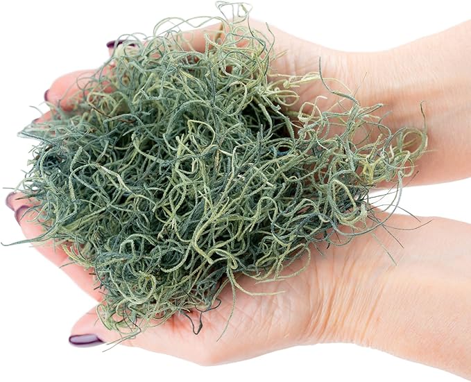 Premium Spanish Moss in Basil| Natural Preserved - Great Ground Cover - Filler for Potted Plants - by GARDENERA - 3 Quart Bag