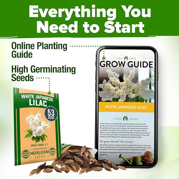 HOME GROWN 𝗨𝗦𝗔 53 White Lilac Flower Seeds Non-GMO, Heirloom Tree Seeds for Planting, Fragrant Flowering Tree Seeds for Landscaping, Pollinator Gardens, and Ornamental Borders (Syringa reticulata)