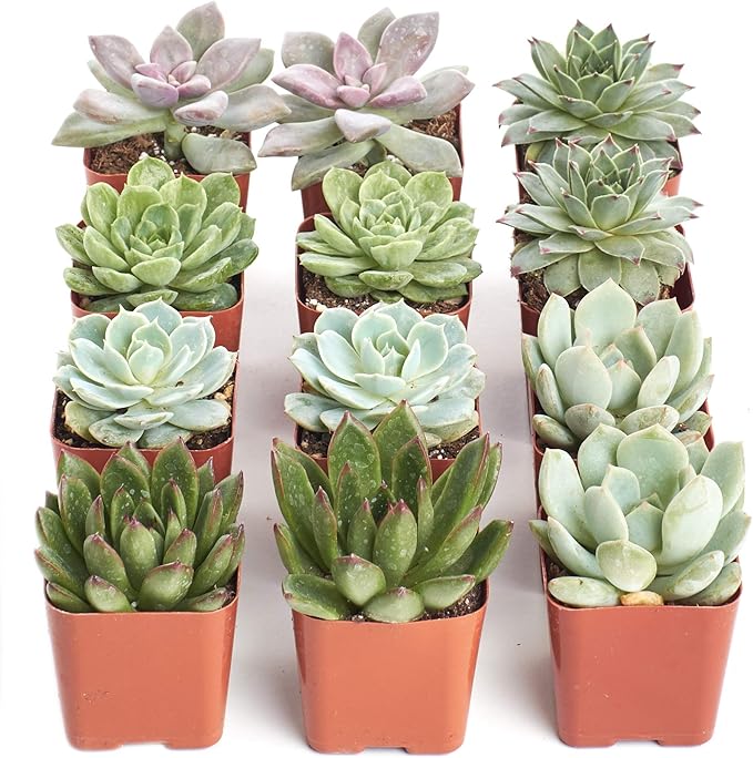Shop Succulents Rosette Succulent Plant Pack Collection - Live Mini Succulent Plants, Low Maintenance, Floral Shaped Mix of Colors & Textures - Wedding and Party Favors, Gift & Garden, Pack of 12