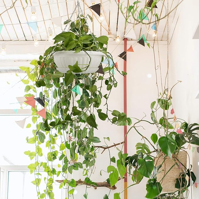 summer flower 12.59" Large Hanging Planters with Drainage Hole&Tray, Hanging Flower Pots Plastic Plant Hanger Holders Hanging Basket for Indoor Outdoor Home Garden Herb Succulent (Pack 3)