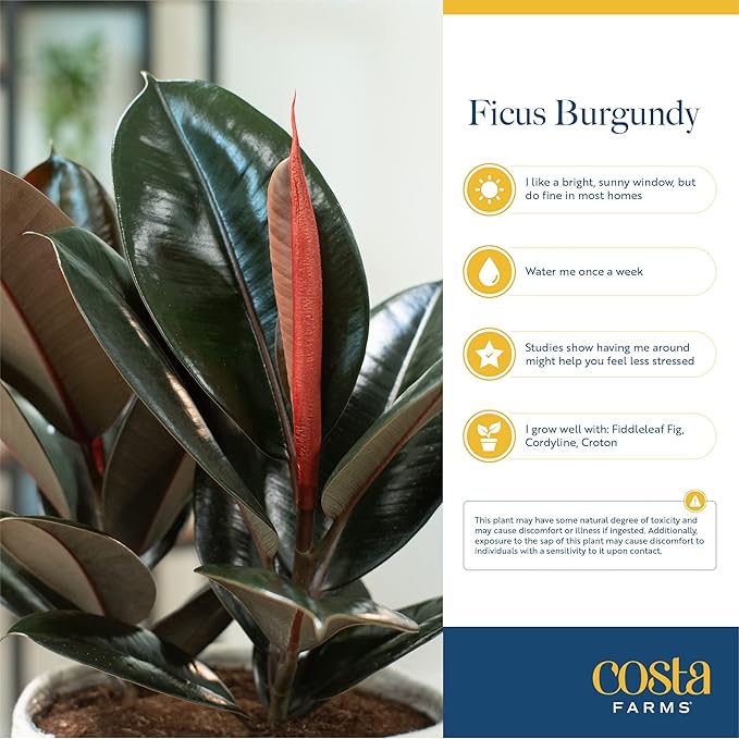 Costa Farms Burgundy Rubber Plant, Live Indoor Ficus Elastica Tree, Live Indoors Houseplant in Nursery Pot, Potting Soil Mix, Gift for Housewarming New House, Home or Office Decor, 2-3 Feet Tall