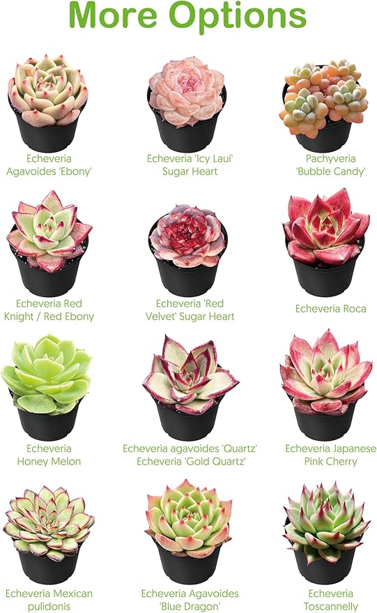 4-inch Succulent Echeveria 'Biante', Live Succulents Plants Fully Rooted in Pots with Soil, Easy-Care House Plants for DIY, Home Office Decoration