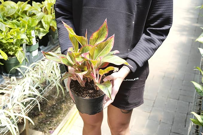 Aglaonema Potting Mix - Unlock Robust Growth and Vibrant Leaves with Our High-Performance Formula - 20 Quart