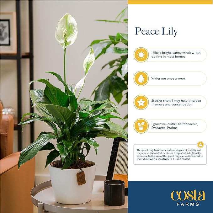 Costa Farms Spathiphyllum Peace Lily Live Indoor Plant, 3-Foot
