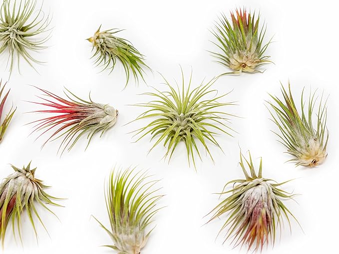 25 Pack Large Air Plants Tillandsia Ionantha Guatemala - Live Succulent House Plants - Available in Wholesale and Bulk - Home and Garden Decor - Easy Care Indoor and Outdoor Plants