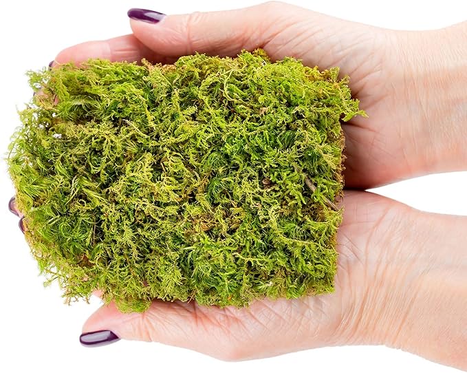 Preserved Sheet Moss in Natural Green | Decorative Real Natural Green DIY Kit Terrariums Gardenning Art Wall Decor Florist Decor Easter Table Decor Wedding - 4 Quart