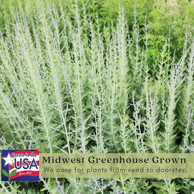 Clovers Garden Russian Sage Plants – Two (2) Live Plants – Non-GMO - Not Seeds - Each 4" to 8" Tall – in 4" Inch Pots – Hardy Flowering Perennial, Pollinator Favorite