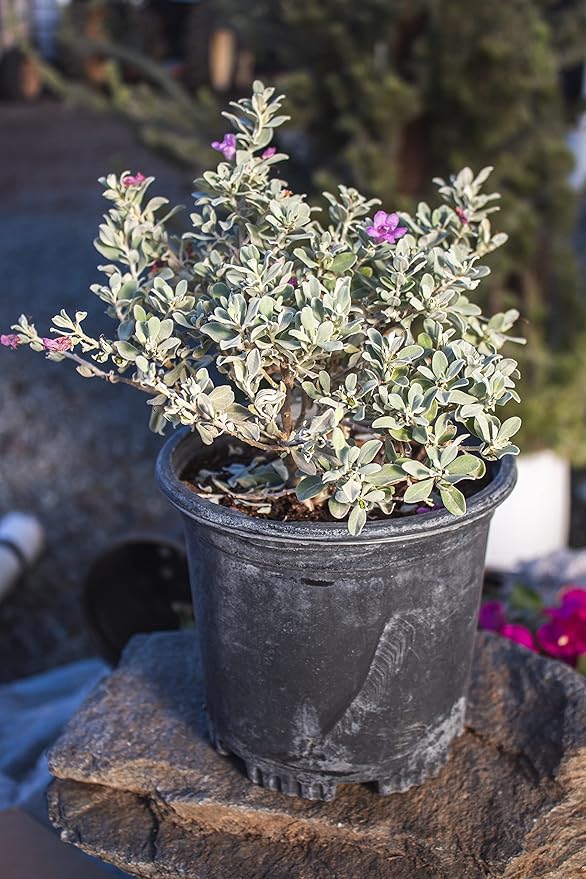 1G Silverado Sage Plant, Shrubs Live in Planters for Outdoor Plants Live, Live Plants Gardening Gifts, Live Plant Front Porch Decor, Sage Plants Edging for Landscaping, Garden Decor By Plants for Pets