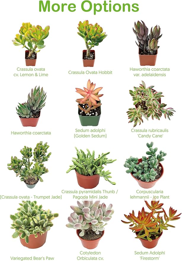 2" Live Succulent 'Baby Toes', Rare Succulent Plants Fully Rooted in Pots, Unique House Plant for DIY, Party Favor, Home Office Decoration