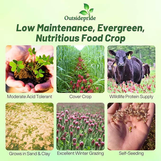 Outsidepride Crimson Clover Seeds - 2 lbs. Annual, Nitrocoated, & Inoculated Ground Cover Seeds, Ideal Clover Seed for Lawn, Cover Crop, Pasture, Hay, Green Manure & Wildlife Forage