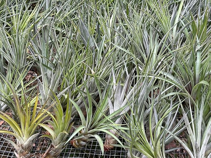 Air Plants - Tillandsia Fasciculata Tricolor, Large 4-6" - 5ct - Live Arrival Guaranteed - House Plants for Home Decor & Gift