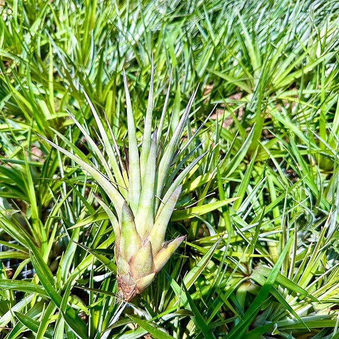 Air Plants - Tillandsia Fasciculata Tricolor, Large 4-6" - 2ct - Live Arrival Guaranteed - House Plants for Home Decor & Gift