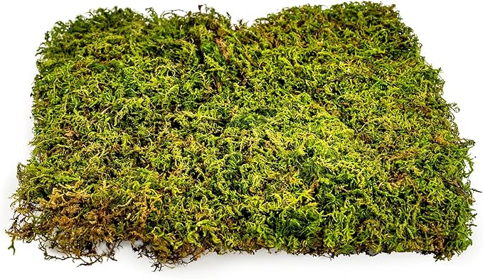 Preserved Sheet Moss in Natural Green | Decorative Real Natural Green DIY Kit Terrariums Gardenning Art Wall Decor Florist Decor Easter Table Decor Wedding - 4 Quart