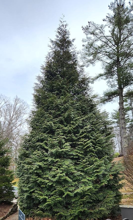 Thuja Evergreen Shrub, Green Giant Arborvitae, Quart Pot