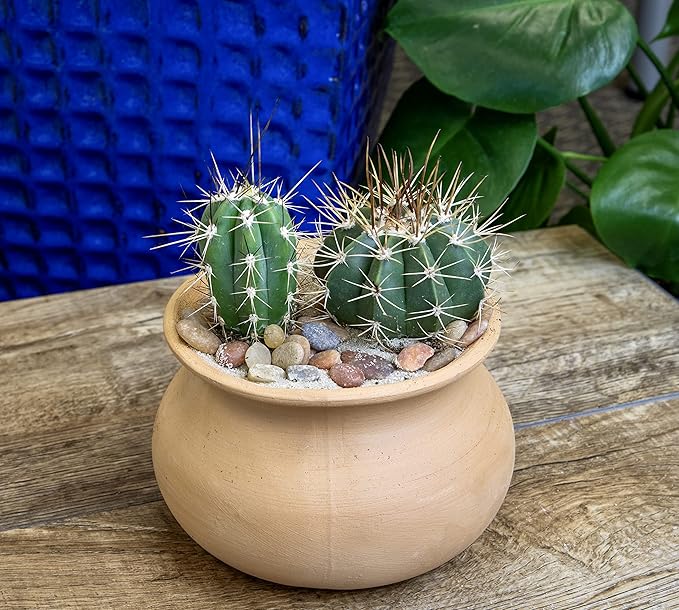 Altman Plants, Assorted Cactus Plants Live Cactus Decor (8PK), Cactus Plant Live Succulents Plants Live in Cactus Soil Potting Mix, Live Cacti Plants Live Succulent Plants Live Plants in Cactus Pot