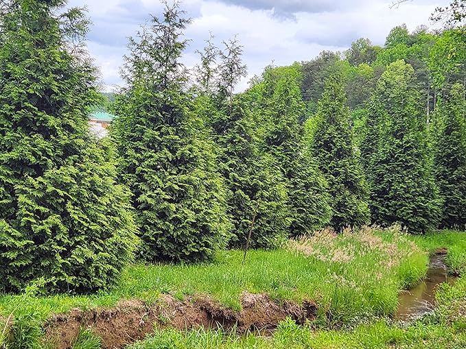 Thuja Green Giant Arborvitae Lot of 20, 3 Inch Pot